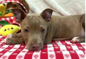 261253  Ruckus -  Pit Bull Terrier Dog for Adoption in Wetumpka, Alabama - 261253  Ruckus | PetCurious