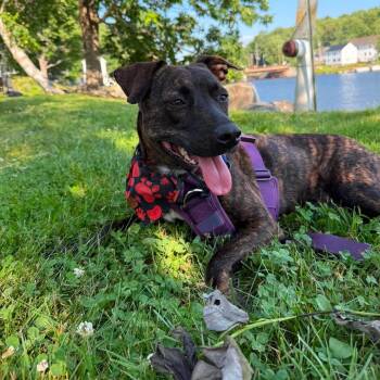 Lottie -  Mixed Breed Dog for Adoption in Hopkinton, Massachusetts - Lottie | PetCurious