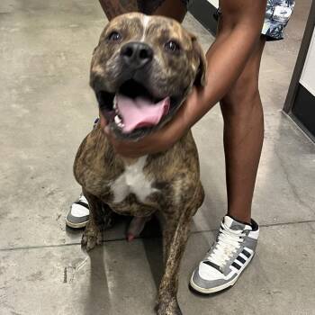 Balu -  Terrier Dog for Adoption in Tampa, Florida - Balu | PetCurious
