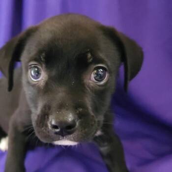 Mixed Breed Dogs Available for Adoption - Icabod | PetCurious