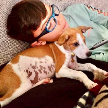 Seashell -  Jack Russell Terrier Dog for Adoption in Austin, Texas - Seashell | PetCurious