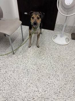 CAYENE -  German Shepherd Dog and Mixed Breed Dog for Adoption in Atlanta, Georgia - CAYENE | PetCurious