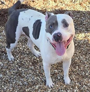 Mixed Breed Dogs Available for Adoption in Jacksonville, Florida - ZOH | PetCurious