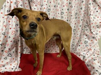 Chihuahua and Mixed Breed Dogs Available for Adoption - A606939 | PetCurious