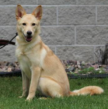Honey Bee -  Siberian Husky Dog for Adoption in Portage, Wisconsin - Honey Bee | PetCurious