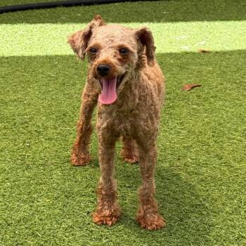 Tatiana 8342 -  Poodle Dog for Adoption in Loxahatchee Groves, Florida - Tatiana 8342 | PetCurious