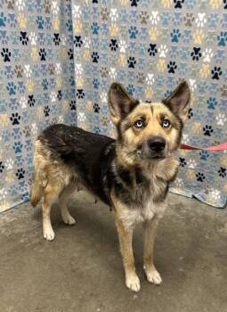 German Shepherd Dog and Mixed Breed Dogs Available for Adoption in Rosenberg, Texas - RILEY | PetCurious