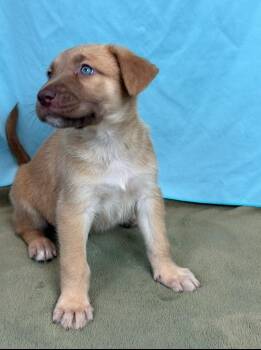 Falcon -  Husky and Shepherd Dog for Adoption in Phoenix, Arizona - Falcon | PetCurious