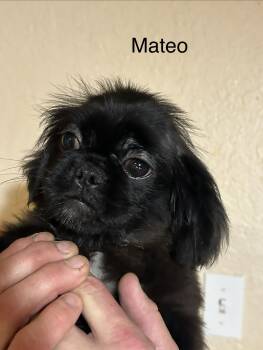 Pekingese Dogs Available for Adoption in Texarkana, Texas - Mateo "Munkee" | PetCurious