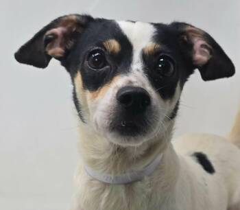 Allium -  Rat Terrier Dog for Adoption in Newport, Tennessee - Allium | PetCurious