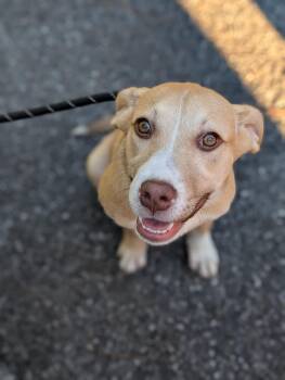 Rescue Beagle and Labrador Retriever Dogs for Adoption in Bloomingdale, Georgia - Disney | PetCurious