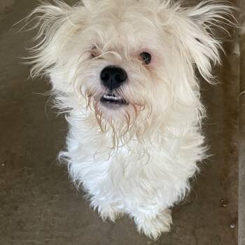 Leo -  Mixed Breed Dog for Adoption in Lacon, Illinois - Leo | PetCurious