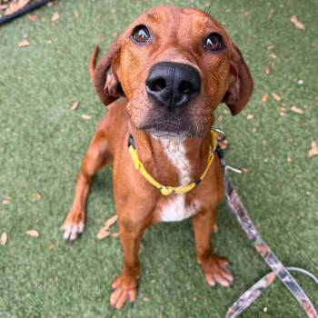 Rescue Mixed Breed Dogs for Adoption in Asheville, North Carolina - Meadow | PetCurious