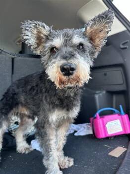 BRUTUS -  Schnauzer Dog for Adoption in San Antonio, Texas - BRUTUS | PetCurious