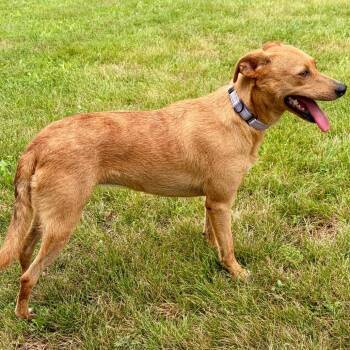 Cinnamon -  Mixed Breed Dog for Adoption in Pekin, Illinois - Cinnamon | PetCurious