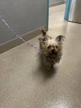 SPIRIT -  Yorkshire Terrier Dog for Adoption in Las Vegas, Nevada - SPIRIT | PetCurious
