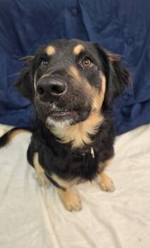 Golden Retriever and Australian Shepherd Dogs Available for Adoption in Morton Grove, Illinois - Duck | PetCurious