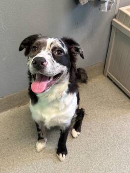 Hodgepodge -  Australian Shepherd and Pit Bull Terrier Dog for Adoption in Bloomington, Indiana - Hodgepodge | PetCurious