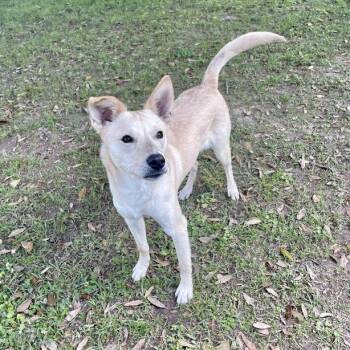 Terrier and Labrador Retriever Dogs Available for Adoption - Jockey | PetCurious