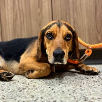 Rusty -  Beagle Dog for Adoption in Nashville, Indiana - Rusty | PetCurious