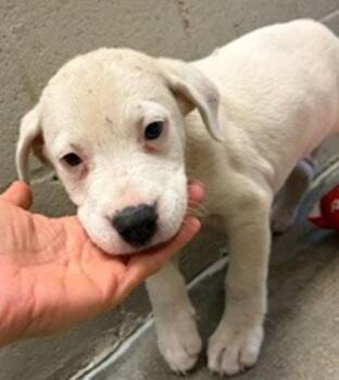 Yaga -  Mixed Breed Dog for Adoption in Morristown, New Jersey - Yaga | PetCurious
