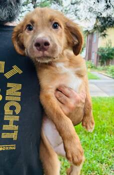 Fox -  Retriever and Labrador Retriever Dog for Adoption in Houston, Texas - Fox | PetCurious