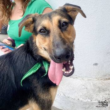 Rescue German Shepherd Dog and Shepherd Dogs for Adoption in Washington, District Of Columbia - Simon | PetCurious