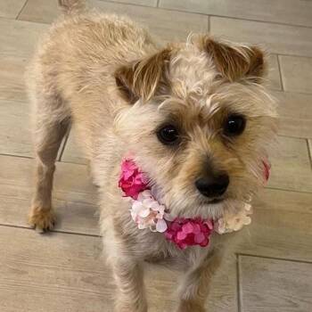 Terrier Dogs Available for Adoption in Mesquite, Nevada - Charlotte | PetCurious