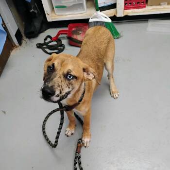Julie -  Mixed Breed Dog for Adoption in Duncan, Oklahoma - Julie | PetCurious