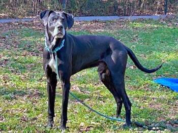 Great Dane Dogs Available for Adoption - Scooby | PetCurious
