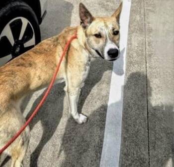 German Shepherd Dog and Mixed Breed Dogs Available for Adoption in Houston, Texas - A654427 | PetCurious