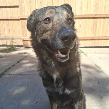 Rescue German Shepherd Dog and Mixed Breed Dogs for Adoption in Olathe, Kansas - Chex | PetCurious