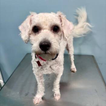 Tim -  Poodle and Mixed Breed Dog for Adoption in Portland, Oregon - Tim | PetCurious