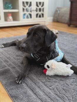 Labrador Retriever and Weimaraner Dogs Available for Adoption - Alexa (Foster Or Adopter Needed!) | PetCurious