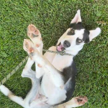 Husky Dogs Available for Adoption - Rac The Raccoony Pup | PetCurious