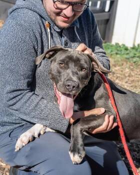 Mixed Breed Dogs Available for Adoption in Chamblee, Georgia - Vespera | PetCurious