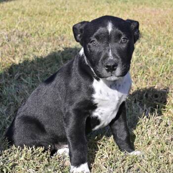 Gordy -  Australian Cattle Dog Blue Heeler Dog for Adoption in Liverpool, Texas - Gordy | PetCurious