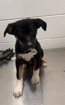 TULIP -  Rottweiler and Mixed Breed Dog for Adoption - TULIP | PetCurious