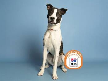 RUBIX -  Pit Bull Terrier Dog for Adoption in Phoenix, Arizona - RUBIX | PetCurious