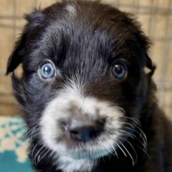 Jay -  Shepherd Dog for Adoption in Larkfield-wikiup, California - Jay | PetCurious