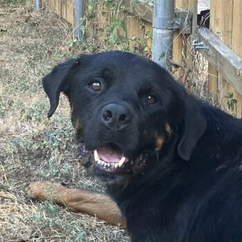 DILLARD -  Rottweiler Dog for Adoption in Dallas, Texas - DILLARD | PetCurious