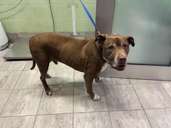 MILO -  American Staffordshire Terrier and Mixed Breed Dog for Adoption in Grand Prairie, Texas - MILO | PetCurious
