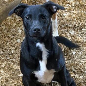Mosart -  Black Labrador Retriever and Mixed Breed Dog for Adoption in Anderson, Texas - Mosart | PetCurious