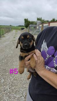 Johnny -  Rat Terrier and Yorkshire Terrier Dog for Adoption in Waterloo, Illinois - Johnny | PetCurious
