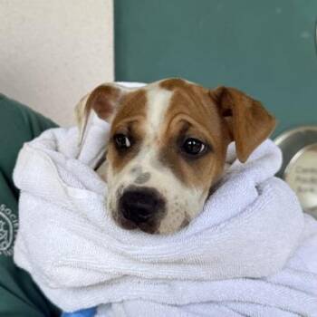 Momo -  Mixed Breed Dog for Adoption in Honolulu, Hawaii - Momo | PetCurious