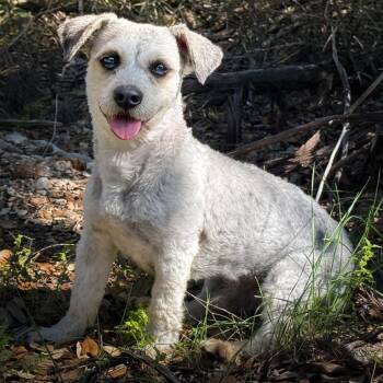Miniature Poodle Dogs Available for Adoption in Hondo, Texas - Falcon - Sweet Boy | PetCurious
