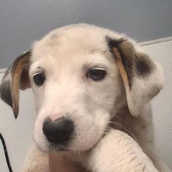 Emily -  Labrador Retriever and Mixed Breed Dog for Adoption in Birmingham, Alabama - Emily | PetCurious