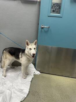 German Shepherd Dog and Siberian Husky Dogs Available for Adoption in Las Vegas, Nevada - FLURRY | PetCurious