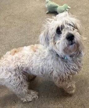 Maltese and Mixed Breed Dogs Available for Adoption in Fremont, Ohio - Bandit | PetCurious