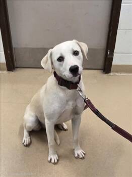 BRIDGETTE -  Labrador Retriever and Siberian Husky Dog for Adoption in Derwood, Maryland - BRIDGETTE | PetCurious